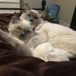 Leo and Oakley - @leo_and_oakley_ - Instagram