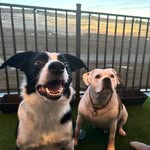 Leo And Oakley - @leo_and_oakley - Instagram