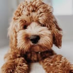 Leo and Oakley 🐾 - @cockapooleooakley - Instagram