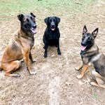 Leo, Bella and Oakley - @the_prince_pups_ - Instagram