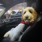 Leo Oakley the Therapy Dood - @leo.the.parti.dood - Instagram
