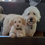 OAKLEY + LEO - @oakleyandleo - Instagram