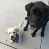 Oakley and Leo the labs - @oakleyandleo - TikTok