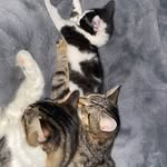 Thelifeofmycats&dog - @salem_socks_sirius_leo_oakley - Instagram