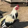 Leon Olvera - @leon.olvera57 - TikTok