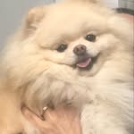 🐾 𝐿𝑒𝑜 𝒫𝒶𝒸𝑒 🐾 - @leo.pom20 - Instagram