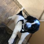 Leo Parnell - @leo.the.dogruffruff - Instagram