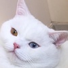 ^LEO^ - @pate_leo - TikTok