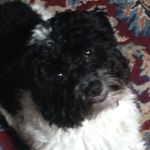 Leo Payne - @leo_thy_doggo - Instagram