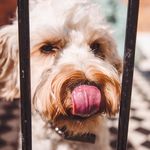 Leo Pearson - @smoochiepoochiedogs - Instagram