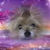 Leo Petit - @leo.petit6 - TikTok