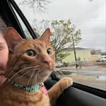 Leo Phillips - @leophillipsthecat - Instagram