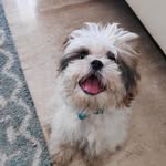 Leo Phillips - @leofluffboi - Instagram