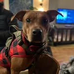 Leo King Pierce - @leothebrowndog - Instagram