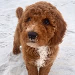 Leo Pilon - @leo_doodle20 - Instagram