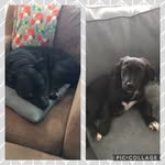 Leo & Piper - @leo_piper234 - Instagram