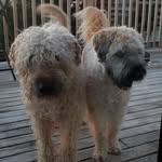 Leo & Piper 🇬🇸 - @leo_piper_wheatenterriers - Instagram