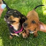 Leo & Piper - mini dachshunds - @pups.leo.and.piper - Instagram