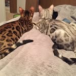 Leo & Piper The Bengals - @leo_and_piper_at_it_again - Instagram