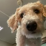 Leo and Piper - @commonlifephotos - Instagram