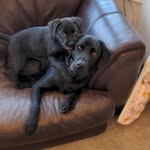 Leo and Piper - @leo_piper_labrottie - Instagram