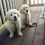 Leo and Piper - @leoandpipersadventures - Instagram