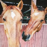 Leo and Piper - @apairofduns - Instagram
