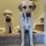 Leo, Gracie, And Piper - @thebrodehlbunch - Instagram