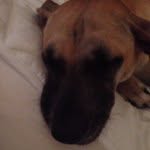 Leo Piper Daisy Moni Luna - @4puppiesandacat - Instagram