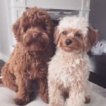 Piper 🐶💞 & Leo 🐶💙 - @piper_leo_cavapoos - Instagram
