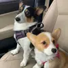 Piper 👧🏻 & Leo 🧒🏼 - @piperleocorgisibs - TikTok