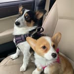 Piper & Leo - @piper_leo_corgi555 - Instagram