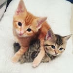 🐱Piper And Leo🦁 - @piper_leo_belike - Instagram