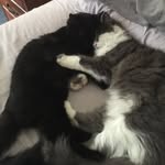 Piper May & Leo - @piper_and__leo - Instagram