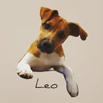 Leo - @leo_plummer_terrier - Instagram