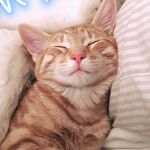 Leo & Posey - @littleleo_and_cozyposey - Instagram
