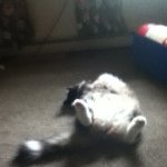 Leo Posey - @thecat123dude - Instagram