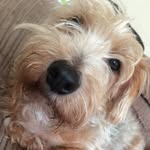 Leo Reeves - @leo_dog2008 - Instagram