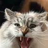 Léo Rémillard - @leoremzy - TikTok