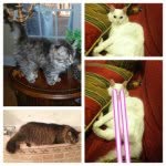 Leo and Kate Roberson - @kateandleothebeautifulkittens - Instagram
