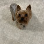 Leo Roberson - @leo_the_spoil_yorkie_ - Instagram