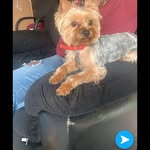 Leo Roberson - @leo_thespoiledyorkie - Instagram