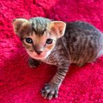LEO & LUNA - @leo_romeo_cat - Instagram