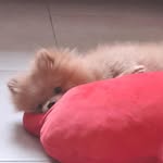leino🐾 - @leorubino.jr - Instagram