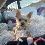 Leo Rubino - @leothelionyorkie - Instagram
