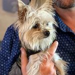 Leo Rubino - @littleleoyorkie - Instagram