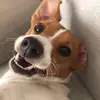 🐶 - @_leo.russell - TikTok