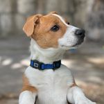 Leo jack russell - @leo.russell_ - Instagram