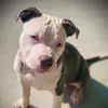 Leo Russell - @pitbullsoftiktok1210 - TikTok