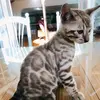 Leo - @leosealmink - TikTok